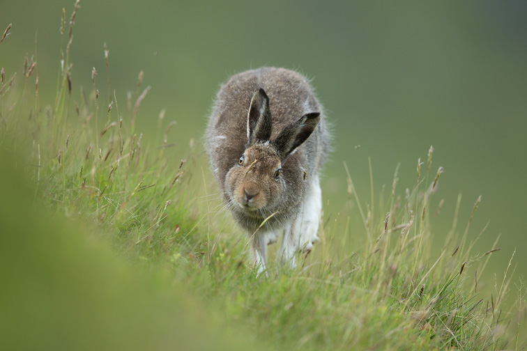 Mountain Hare (Lepus timidus) in summer coat, running, Scotland